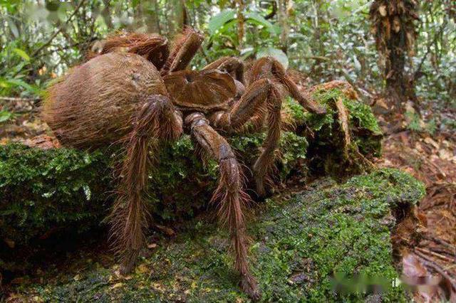 世界上最大的蜘蛛图片