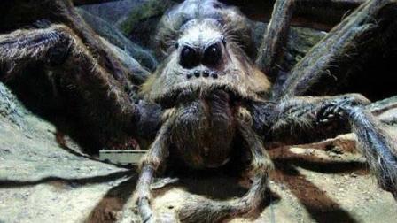 世界上最大的蜘蛛王