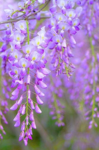 什么花是紫色的