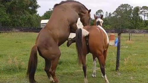 公马和母马交配