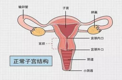 子宫位置图片