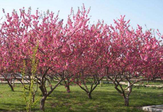 桃树几年开花结果