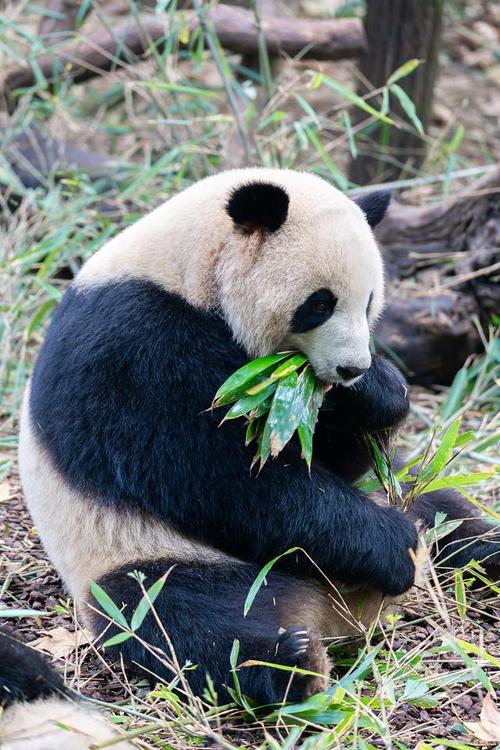 植物中的熊猫是指
