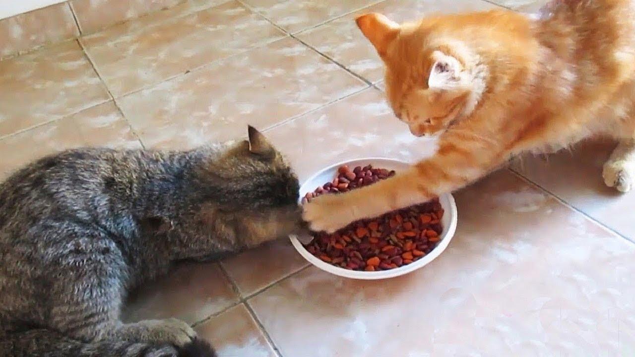 猫会护食吗