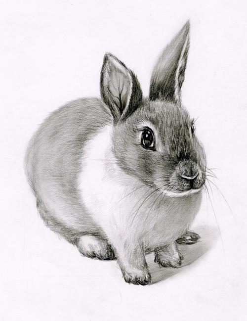 素描画动物兔子