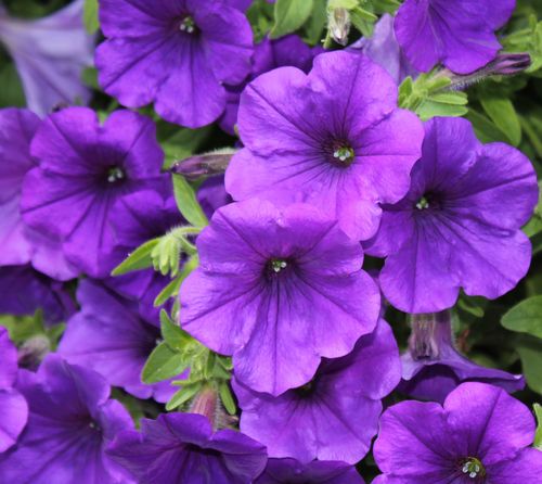 紫色的花有哪些