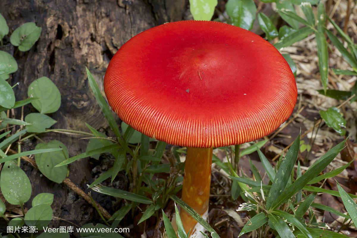 红蘑菇图片代表什么意思