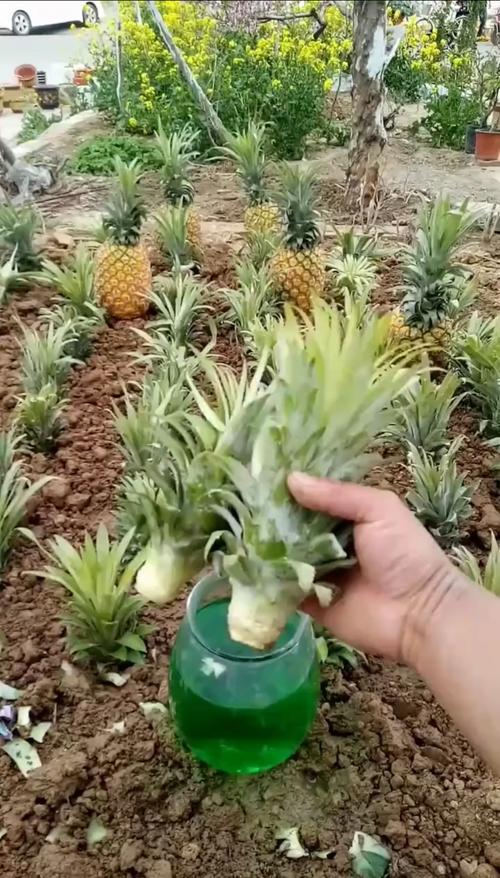 菠萝种植方法盆栽