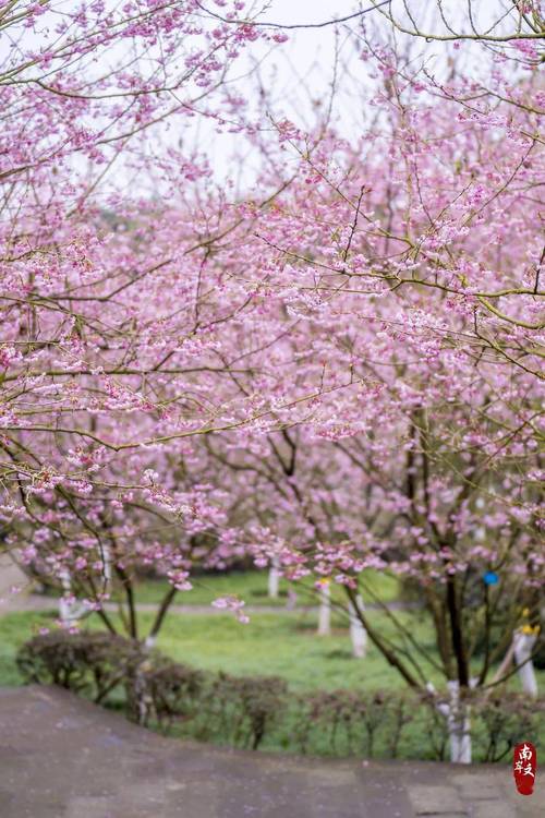 重庆南山植物园樱花