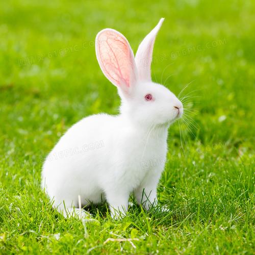 兔子的耳朵的相关图片