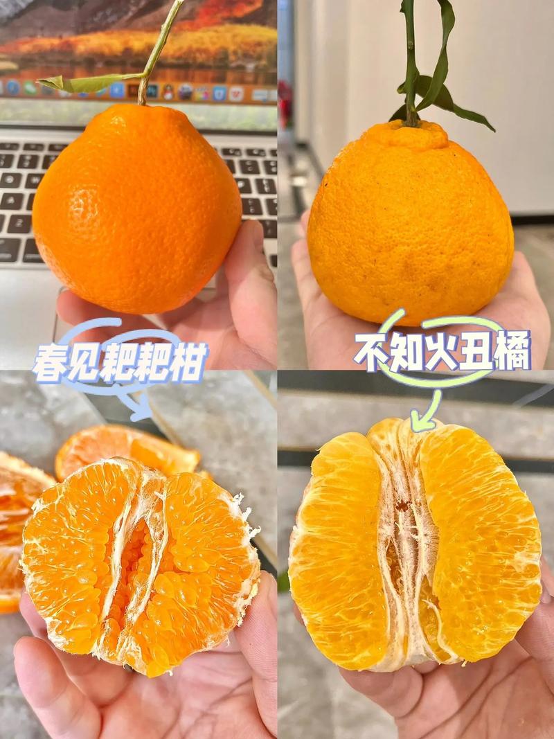 春见和丑橘的区别的相关图片