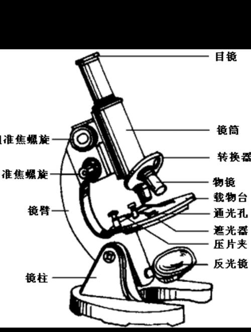 显微镜的结构及作用的相关图片