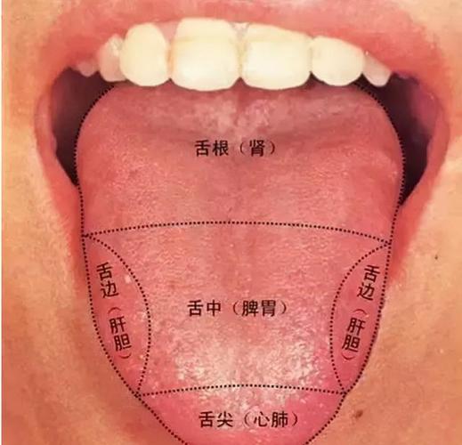 正常的舌头的相关图片