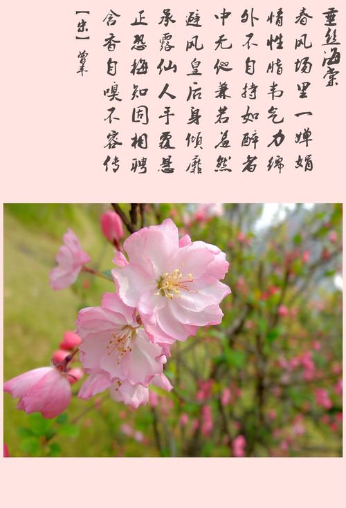 海棠花花语的相关图片