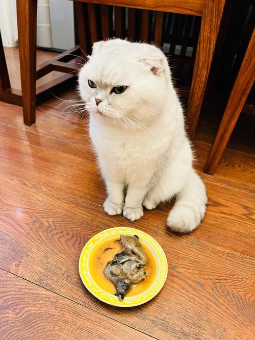 猫会挑食把自己饿死吗的相关图片
