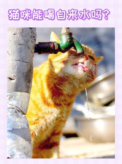 猫可以喝自来水吗的相关图片
