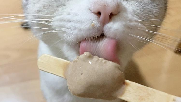 猫能吃冰淇淋吗的相关图片