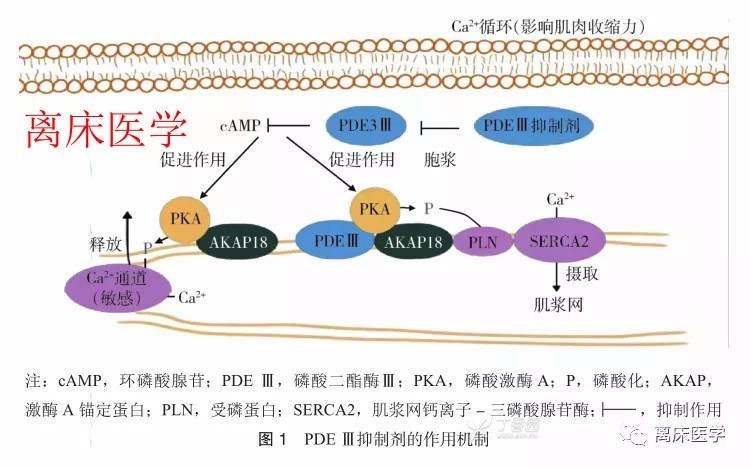 磷酸二酯酶的相关图片