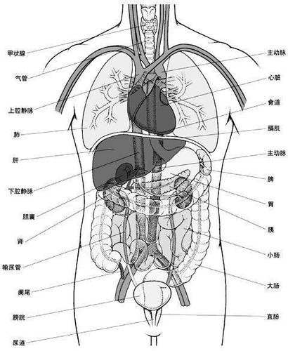 肝脏在身体哪个部位的相关图片