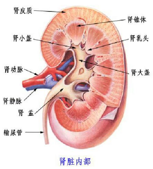 肾脏解剖结构图的相关图片