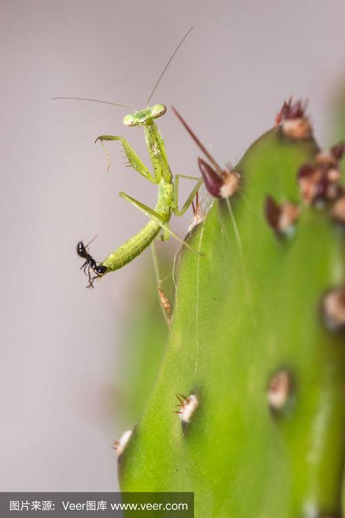 蚂蚁和螳螂的相关图片