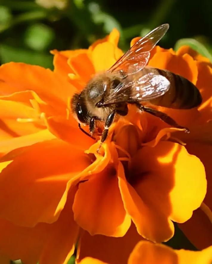 蜜蜂怎么采蜜的相关图片