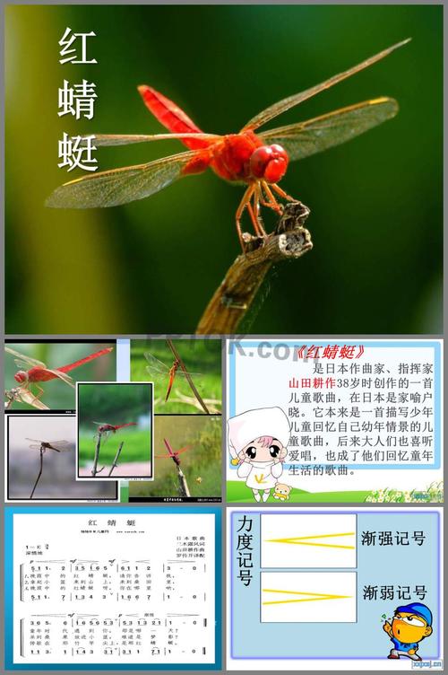 蜻蜓的习性的相关图片