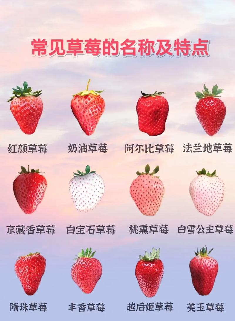 隋珠草莓品种介绍的相关图片