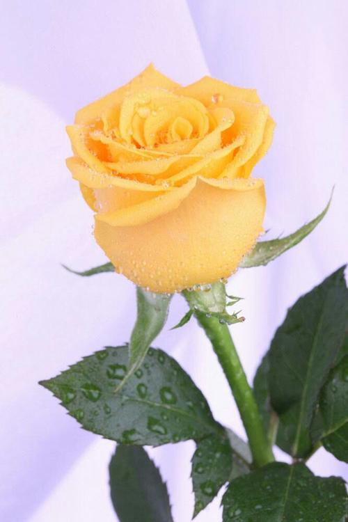 黄玫瑰的寓意和象征的相关图片